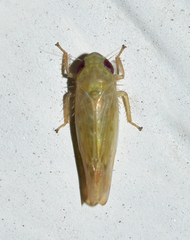 Doleranus longulus