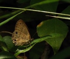 Hermeuptychia intricata