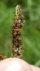 Paspalum denticulatum