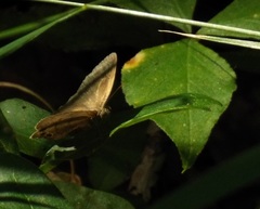 Hermeuptychia intricata