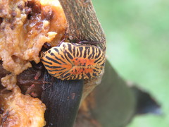 Gymnetis stellata