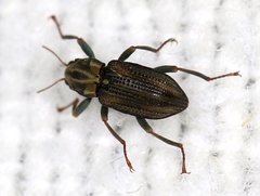 Stenelmis