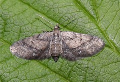 Eupithecia palpata