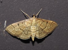 Herpetogramma theseusalis