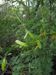 Mimosa asperata