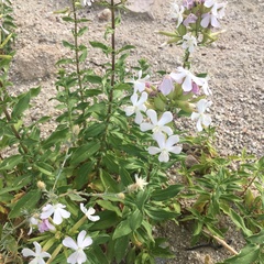 Saponaria officinalis