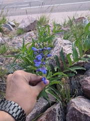 Penstemon glaber alpinus