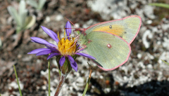 Colias meadii
