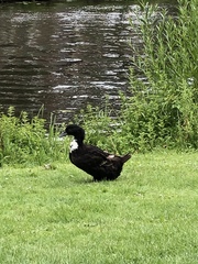 Anas platyrhynchos domesticus