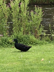 Anas platyrhynchos domesticus