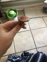 Hortiboletus campestris