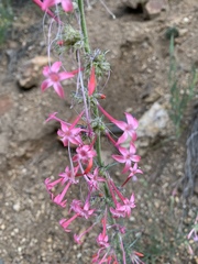 Ipomopsis aggregata collina
