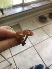 Hortiboletus campestris