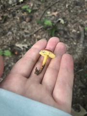 Hortiboletus campestris