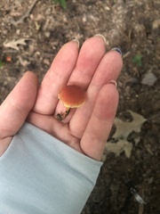 Hortiboletus campestris