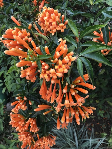 flamevine (Pyrostegia venusta)