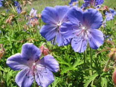 Geranium sergievskajae