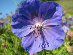 Geranium sergievskajae