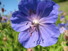 Geranium sergievskajae
