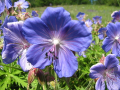 Geranium sergievskajae
