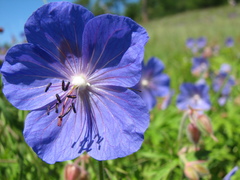 Geranium sergievskajae