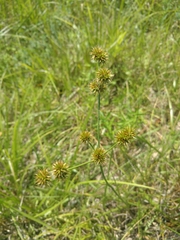 Juncus validus