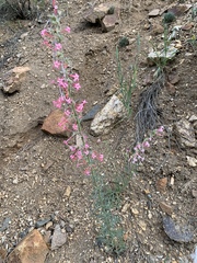Ipomopsis aggregata collina