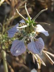 Nigella gallica