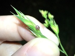 Acanthocephala femorata