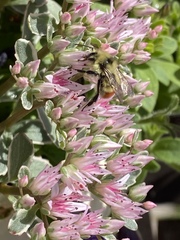 Bombus centralis