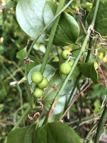 Larger Smilax
