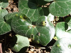 Puccinia asarina