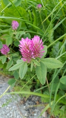 Trifolium pratense