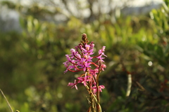 Epidendrum arachnoglossum