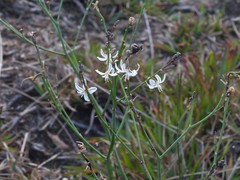 Trachyandra revoluta