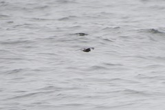 Hydrobates homochroa