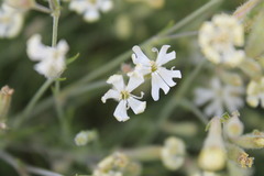 Silene supina