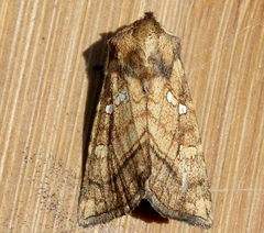 Papaipema harrisii