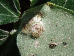 Puccinia asarina