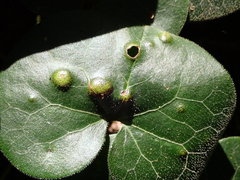 Puccinia asarina