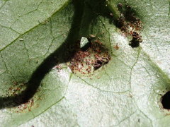 Puccinia asarina