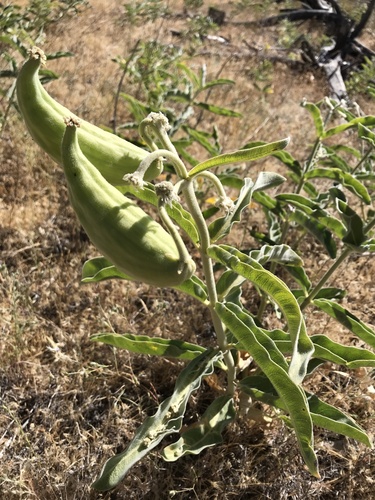 Woolypod milkweed fruiting