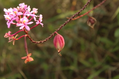 Epidendrum arachnoglossum