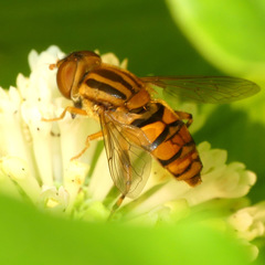 Parhelophilus integer