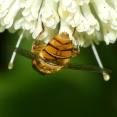 Parhelophilus integer