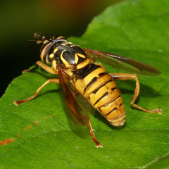 Spilomyia alcimus