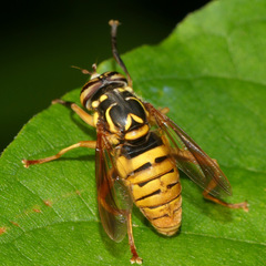 Spilomyia alcimus