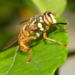 Spilomyia alcimus