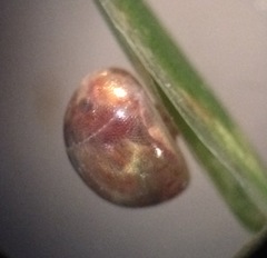 Acanthocephala femorata