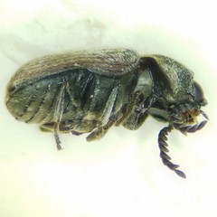 Xyletinus